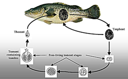 Life Cycle diagram showing: Parasitic trophont, Trophont, Free Living Tomont Stages, Tomont Containing Tomites, Theront