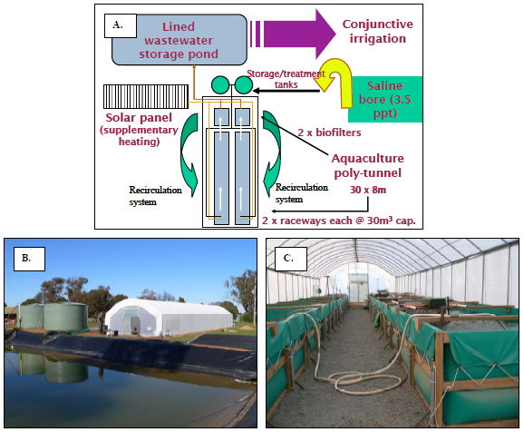 Saline groundwater use demonstration site, Kyabram, Shepparton Irrigation Region, north-central Victoria; (A) schematic plan view of site showing key aquaculture infrastructure and saline water flow; (B) Saline storage pond and poly tunnel housing aquaculture system; (C) saline groundwater recirculation aquaculture system inside poly tunnel.