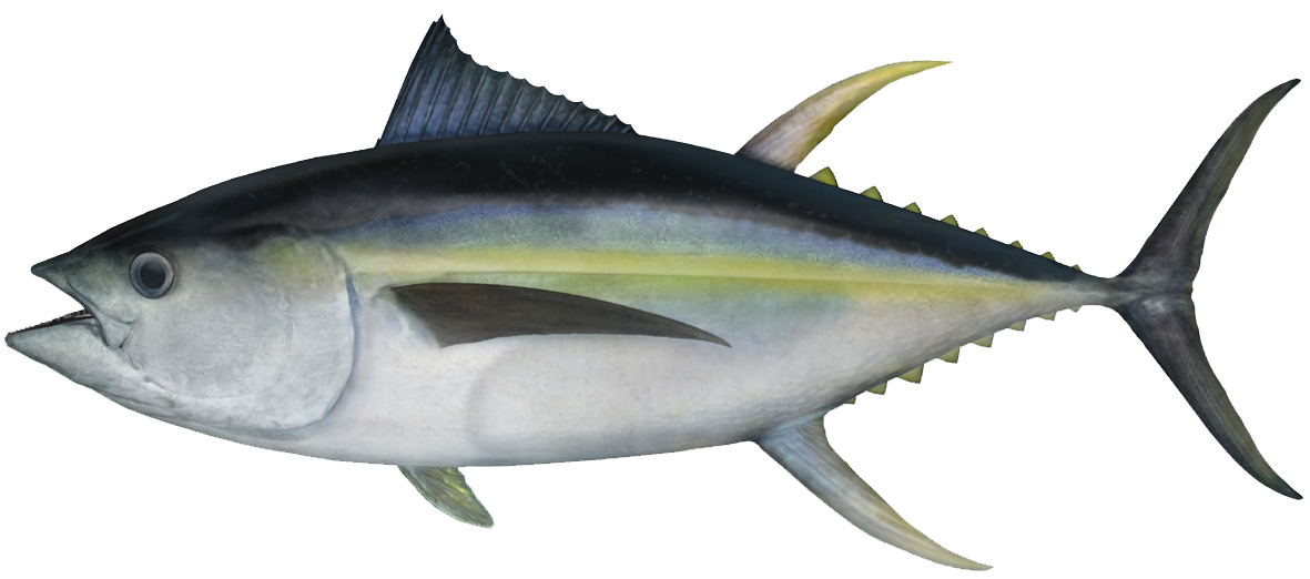 Tuna (yellowfin)