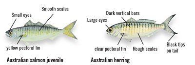 Distinguishing features of Aust salmon and Aust herring