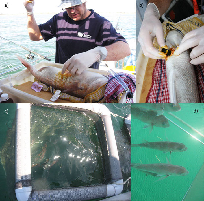 Acoustic tagging: a) surgical platform for tagging snapper showing continuous flow of anaesthetic, b) acoustic tag being inserted c) floating recovery creel, d) recovered snapper in creel.