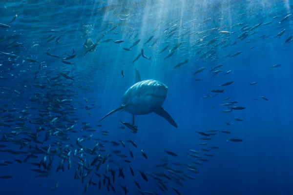 Shark with school of fish