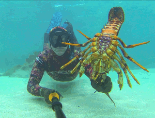 Freedivers Lobster Catch Bag