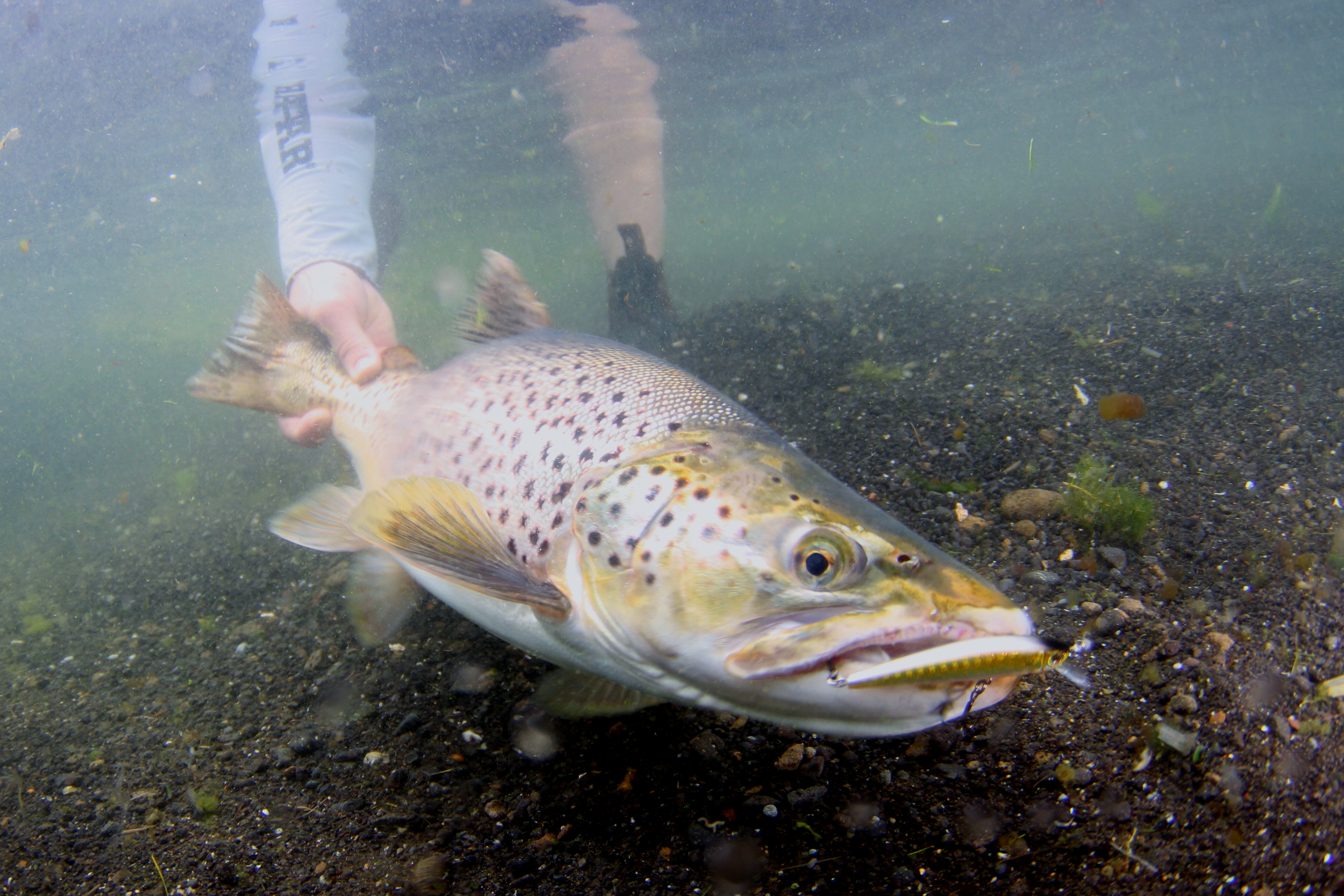 trout lures in Victoria, Fishing