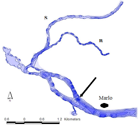 &quot;Figure 2: Diagram of a section of the lower Snowy River estuary (S- Snowy River, B- Brodribb River) with bathymetry derived from Ceeducer (1 metre contours). Arrow indicates deeper area used by some estuary perch in daylight hours in the lower estuary.&quot;