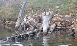 Fig 2. A large woody debris structure attached to the bank of the Tambo River.