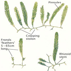 Caulerpa taxifolia is a green macroalgae (or seaweed)