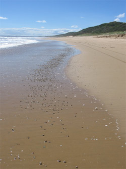 Harvesting pipis has had no measurable impact on the numbers of pipis on the Venus Bay beaches.