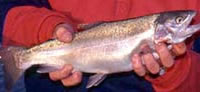 Rainbow trout