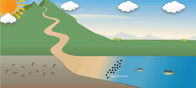 A diagram showing where eggs and larvae are located in the estuary