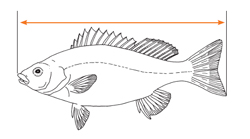 Measuring Fish Map