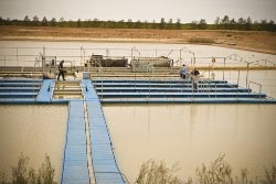 Photograph of Cage culture in Irrigation dams in Mildura