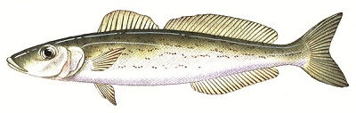 King George whiting
