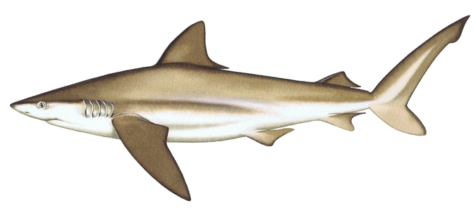 Bronze whaler shark