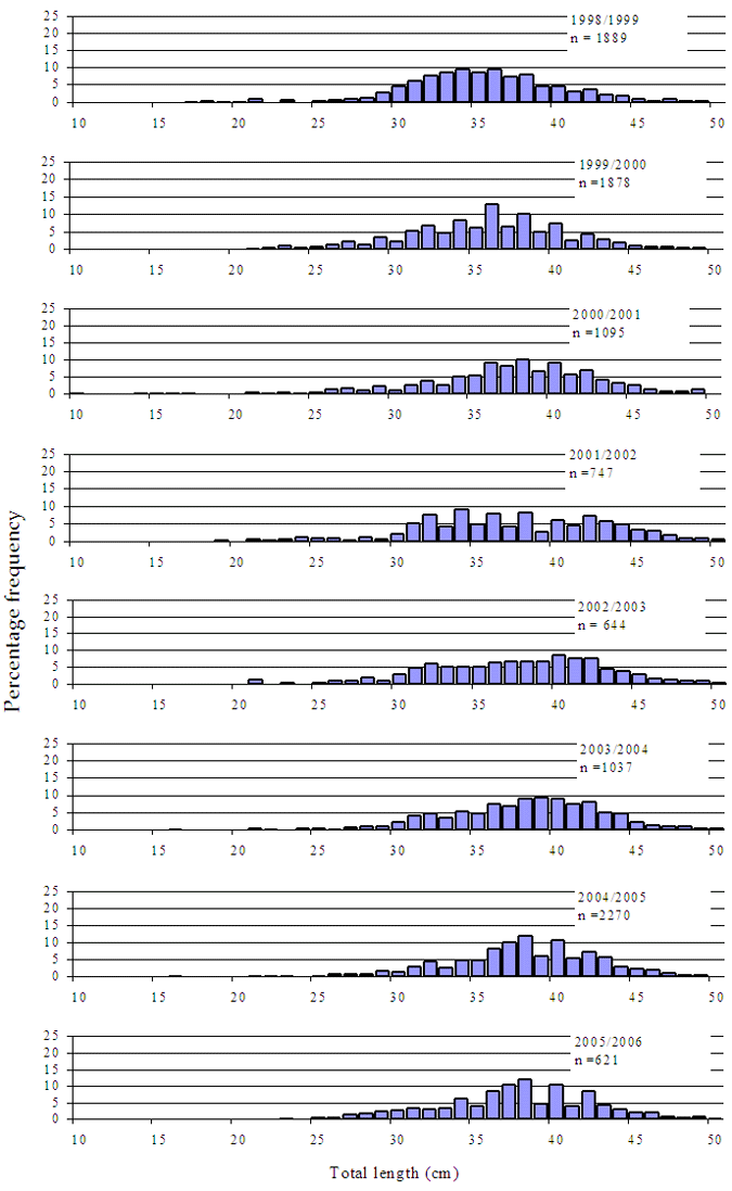 Figure5 - Several bar charts showing size composition of King George whiting caught in Western Port Bay. The charts show consistantancy around the 40cm mark.
