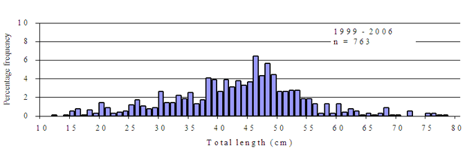 Figure14 - Bar chart showing composition of Murray cod caught in the Murray River. The chart shows the most frequent size to be 46cm.