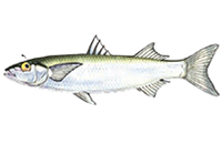 Yellow Eye Mullet