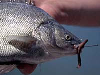 Silver perch