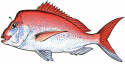 snapper illustration