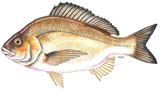 BLACK_BREAM