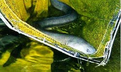 Photograph of an eel