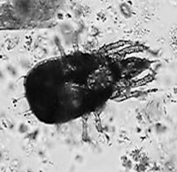 Water mite