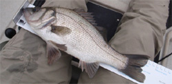 Estuary Perch