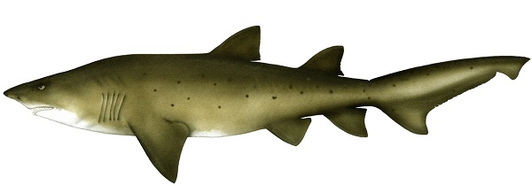 Greynurse shark