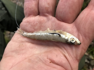 Hatchery trout & PowerBait at lowland lakes: Great times for tens