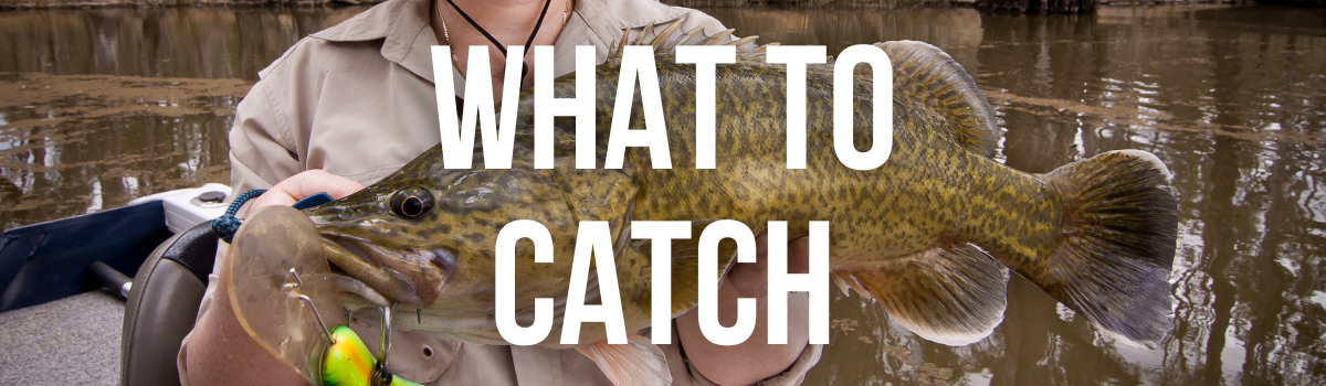 What to catch - VFA