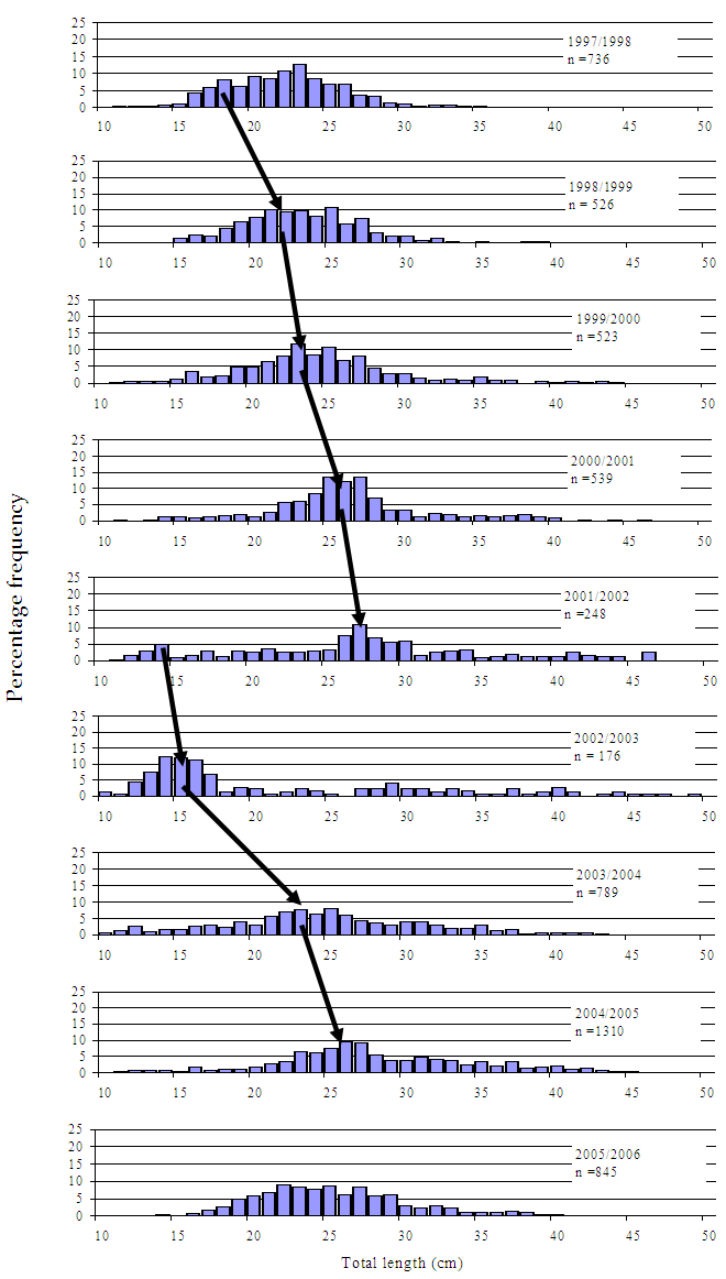 Figure6 - Several bar charts showing size composition of black bream caught in Port Phillip Bay. The charts show a low in 2002/03 at 15 cm but a vast improvment in 05/06 closer to 30 cm