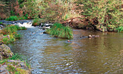 other trout stream