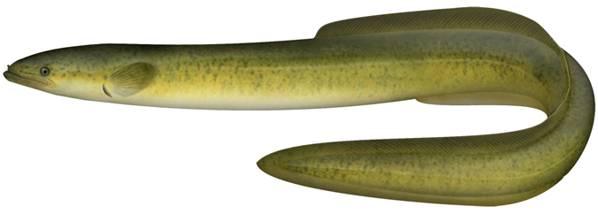 Long-finned eel