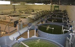 Indoor recirculation aquaculture system at Deakin University - Aquaculture Research Centre