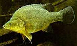Photograph of Yellow Belly