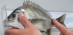 Measuring Black Bream