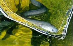 Photo of an eel in a net