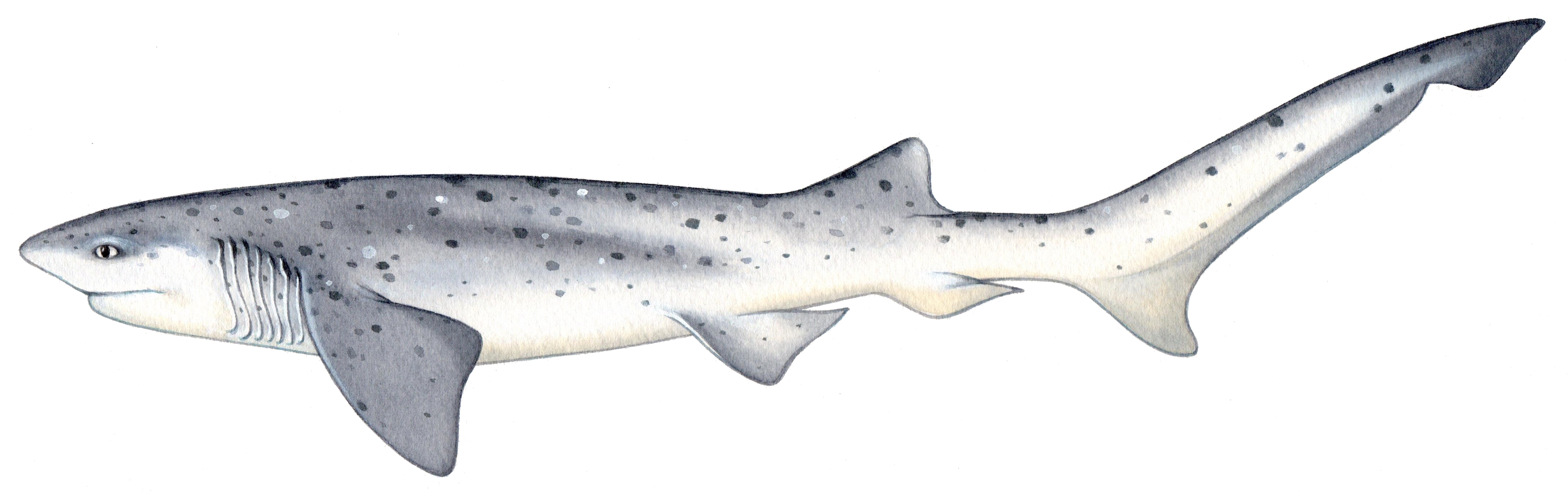 Broadnose sevengill shark