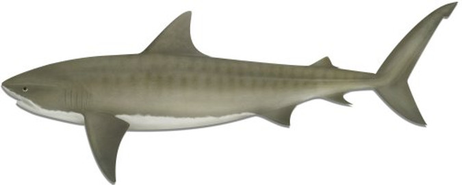 Tiger Shark