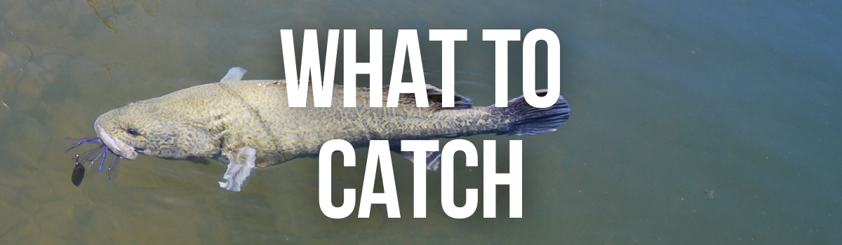 What to catch - VFA