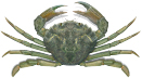 European green shore crab