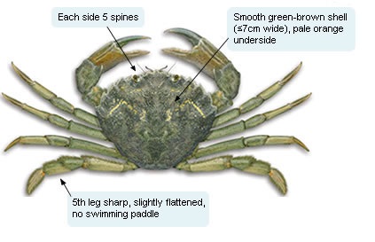 European green shore crab