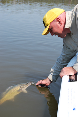 Photograph of a fisherman with a Murray Cod