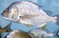 Bream