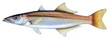 Longfin pike