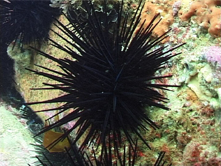 black sea urchin