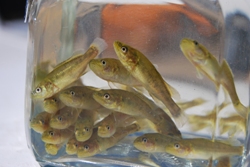 Stocking murray cod into the Goulburn River