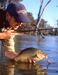 Golden perch, Ovens River, downstream of Wangaratta