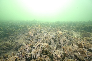 Mussels on reef