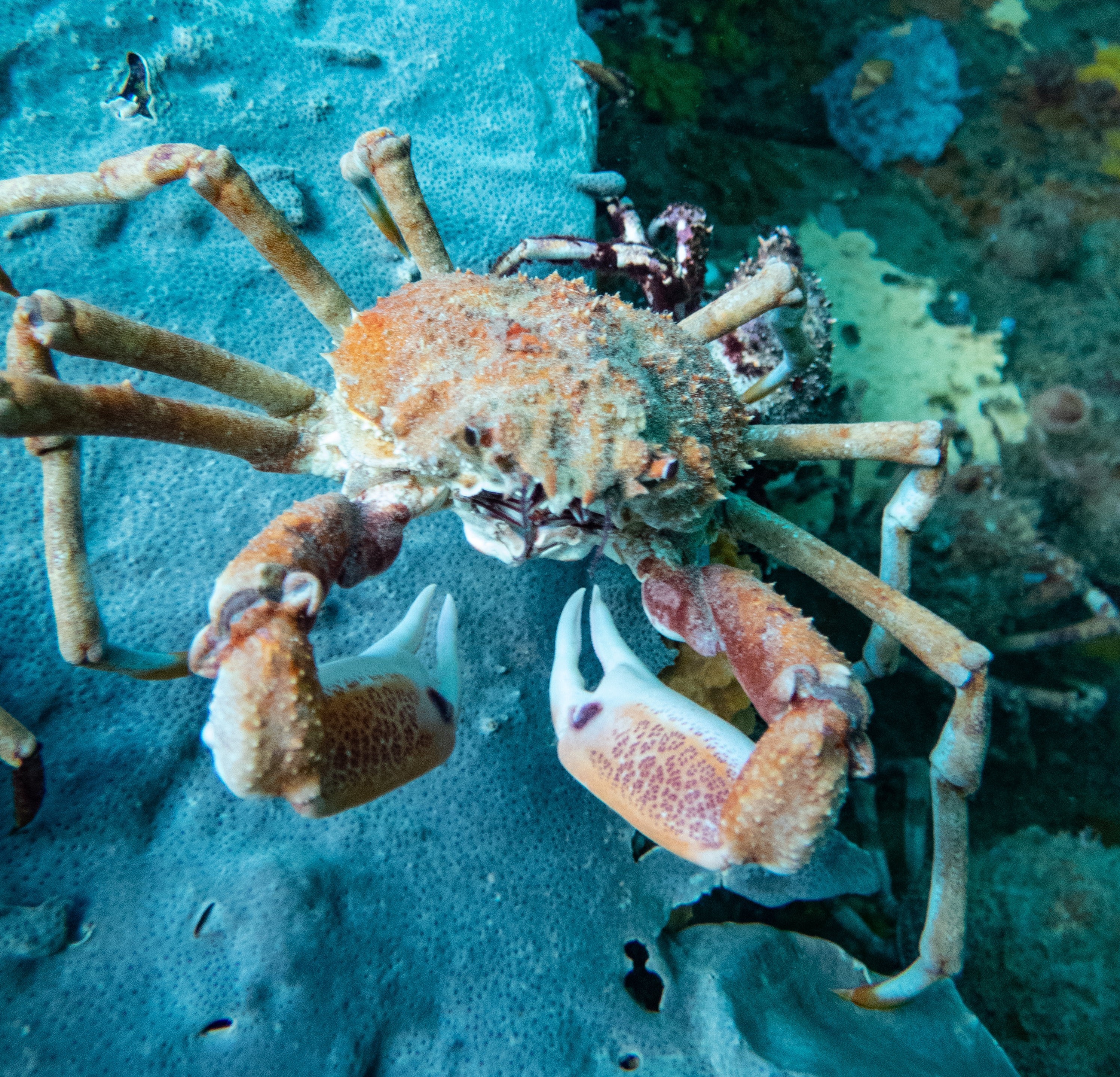 Photo of a giant spider crab